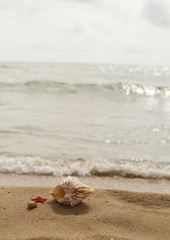 Fototapeta na wymiar Starfish on the sand and water