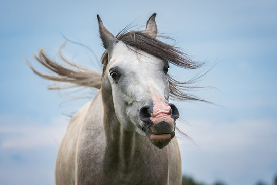 Portrait of funny arabian horse