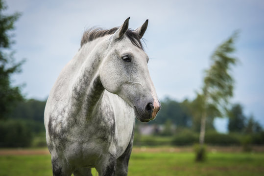 Fototapeta Portrait of white horse