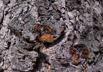 Pine texture