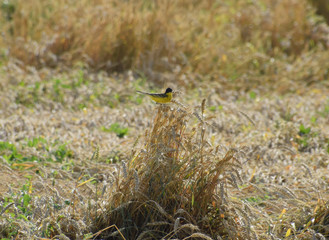 Fototapeta premium Tit on the ears of wheat. A bird with a yellow belly