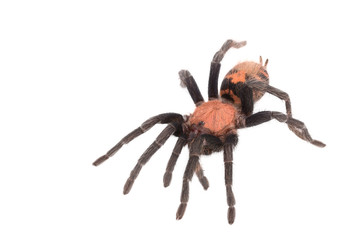 Spider Cyclosternum Davus Fasciatum