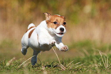 Jack Russell Runs Dog