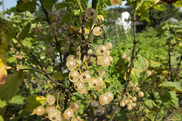 White currant fruit on the bush