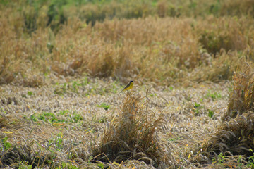 Naklejka na ściany i meble Tit on the ears of wheat. A bird with a yellow belly