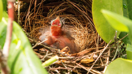 One of three baby birds in nest with mouth open