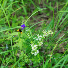 Natural green background of grass with bumblebee gathering nectar from summer flower. Concept of seasons, ecology, green planet, Health, green pharmacy
