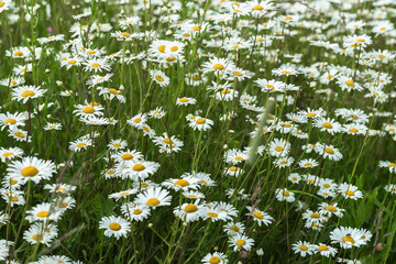 Beautiful white daisies in the wind. Many wild meadow of daisy flowers. Summer day after rain. Seasons, ecology, green planet, Healthy, natural green pharmacy, perfumery