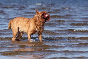 Bordeaux mastiff to the ocean