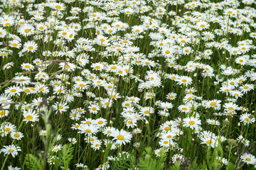 Camomiles in the wind. Beautiful wild field of daisy flowers. Summer day after rain. Concept of seasons, ecology, green planet, healthy, natural green pharmacy, perfumery