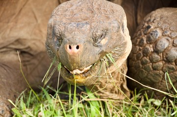 Smilling Galapagos Tortice enjoying a meal
