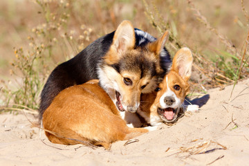 Running welsh corgi pembroke and cardigan sea, forest