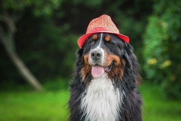 Bernese mountain dog dressed in a hat