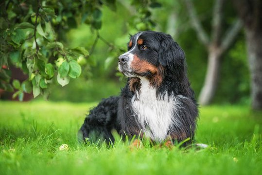 Bernese mountain dog lying in the garden