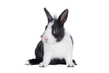 Little funny black and white rabbit isolated on white