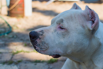 Obraz premium Close up white pitbull dog