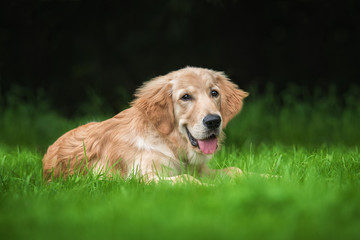 Golden retriever puppy lying on the lawn