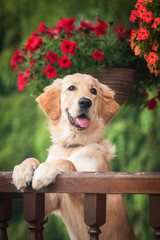 Golden retriever puppy sitting in the garden with flowers © Rita Kochmarjova
