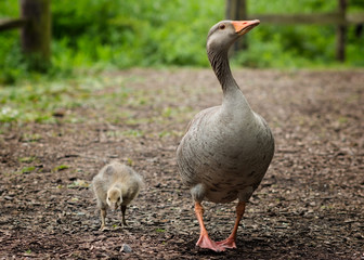 Adult goose with its gosling
