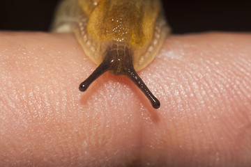 slug on finger