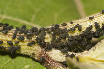 black aphid closeup