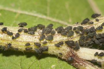 black aphid closeup