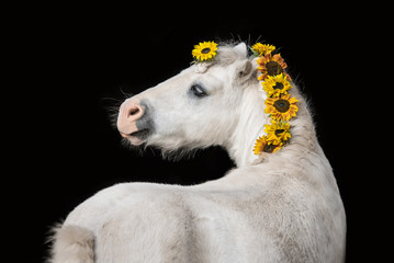 Beautiful white shetland pony with sunflowers in its main