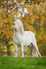 Fototapeta na wymiar White shetland pony stallion in autumn
