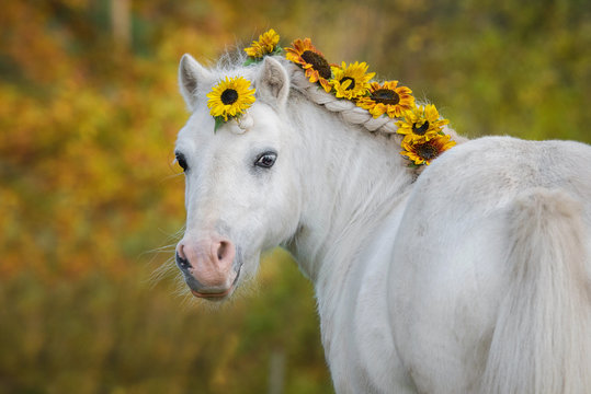 Beautiful white shetland pony with sunflowers in its main in autumn