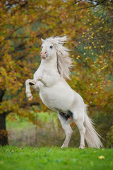 White shetland pony rearing up on its hind legs in autumn