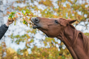 Funny horse trying to eat leaves from a branch in autumn