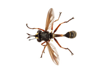 Fly (Physocephala rufipes) on a white background