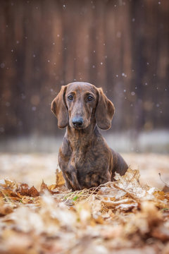 Dachshund dog sitting in leaves in autumn