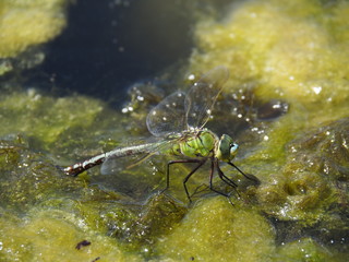 Dragonfly at egg deposition