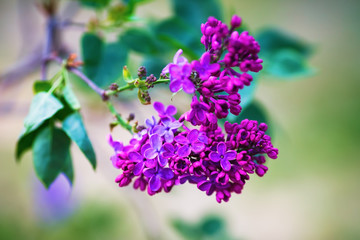 Blooming purple lilac flowers in the garden. Shallow depth of field. Selective focus.