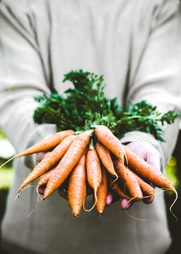 Fresh carrots and farmer