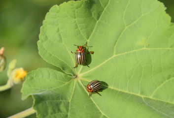 Colorado beetle on a leaf of a plant. Adult striped Colorado bee