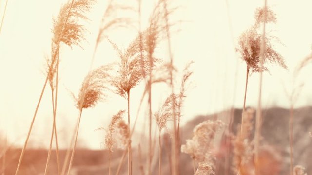 Cattails blowing in the wind.