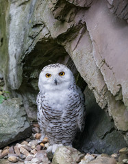 The snow owl - Bubo scandiacus