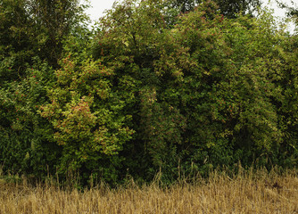 Wilke Hecke Panorama © Philippe Ramakers