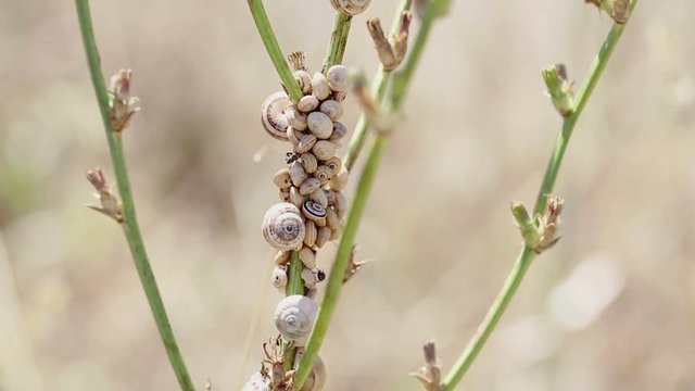 snails in hibernation on a branch of a plant