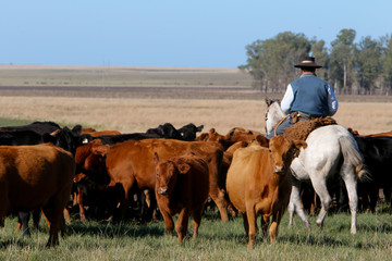 Fazenda de gado no RS