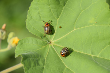 Colorado beetle on a leaf of a plant. Adult striped Colorado bee