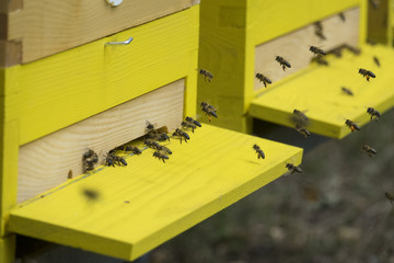 bees (apis mellifera) are flying back to hive