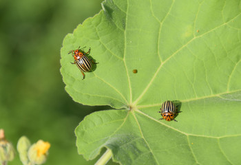 Colorado beetle on a leaf of a plant. Adult striped Colorado bee