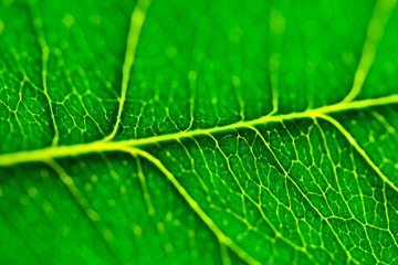Leaf of a rose. Macro, green leaf texture