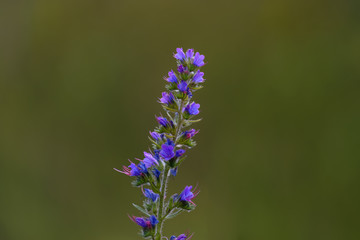 Wildflowers