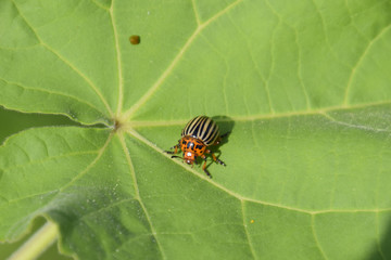 Colorado beetle on a leaf of a plant. Adult striped Colorado bee