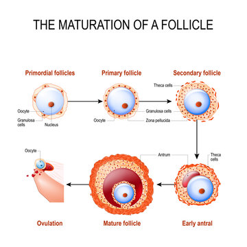 maturation of a follicle