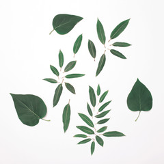 Green leaves pattern isolated on a white background, top view, flat lay